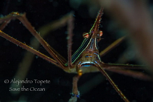 Arrow Crab in shadow, Veracruz Mexico by Alejandro Topete 